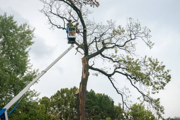 Best Arborist Consultation Services  in Dawson Springs, KY